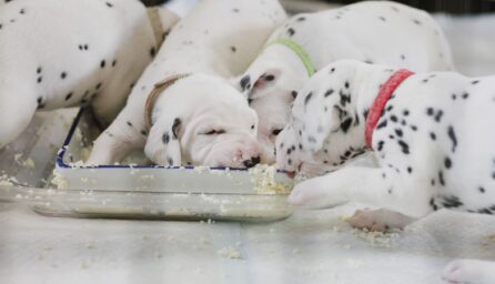 Do Eggs Help a Dog's Upset Stomach